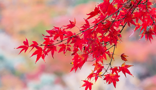 Branch with red leaves